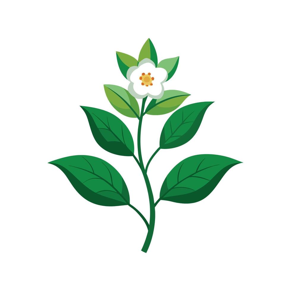 Stunning Chirita Flower Artwork vector