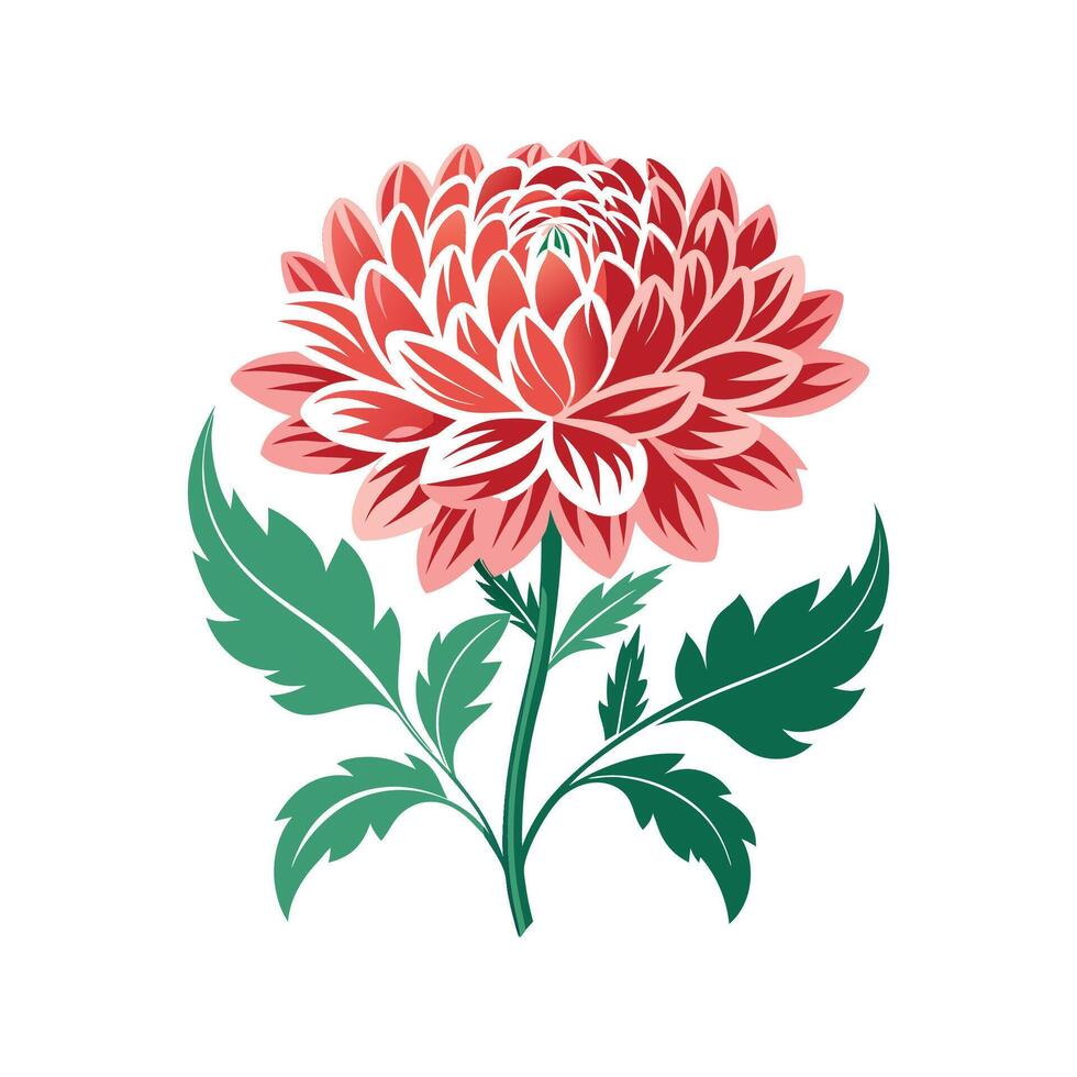 Beautiful Chrysanthemum Morifolium Flower vector