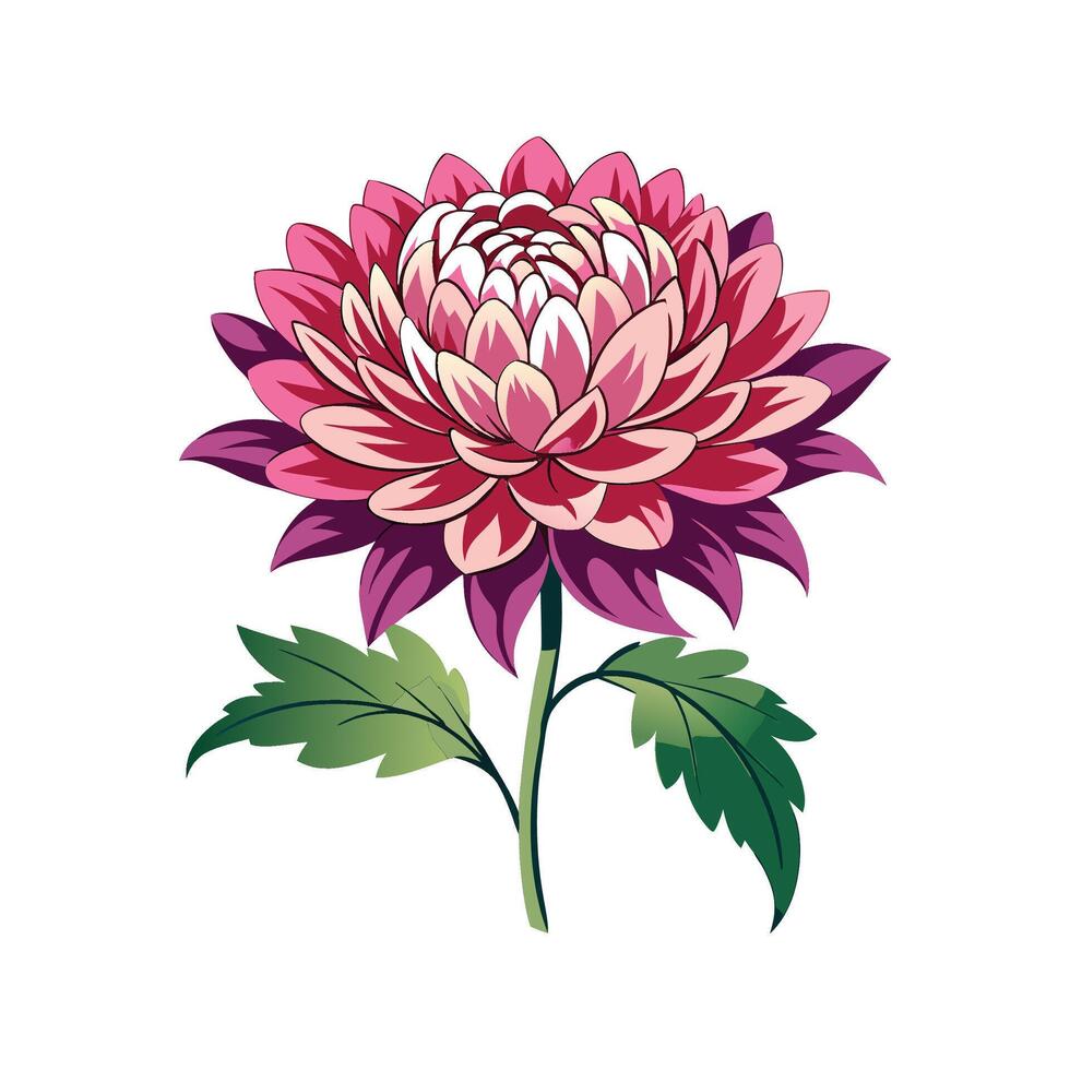 Elegant Chrysanthemum Morifolium Design vector