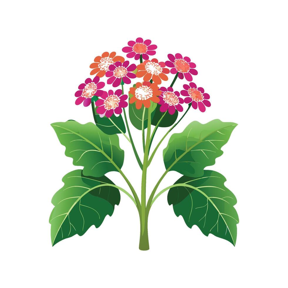 Stunning Cineraria Flower Artwork vector