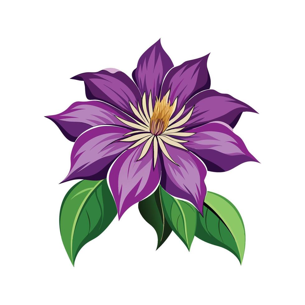 Beautiful Clematis Flower Artwork vector