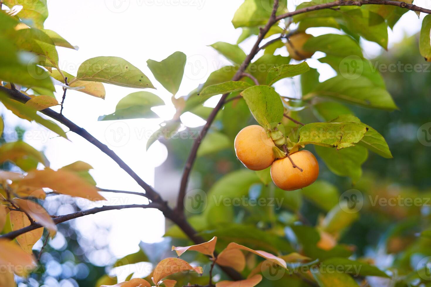 Orange persimmon ripens on a green tree against a sunny sky photo
