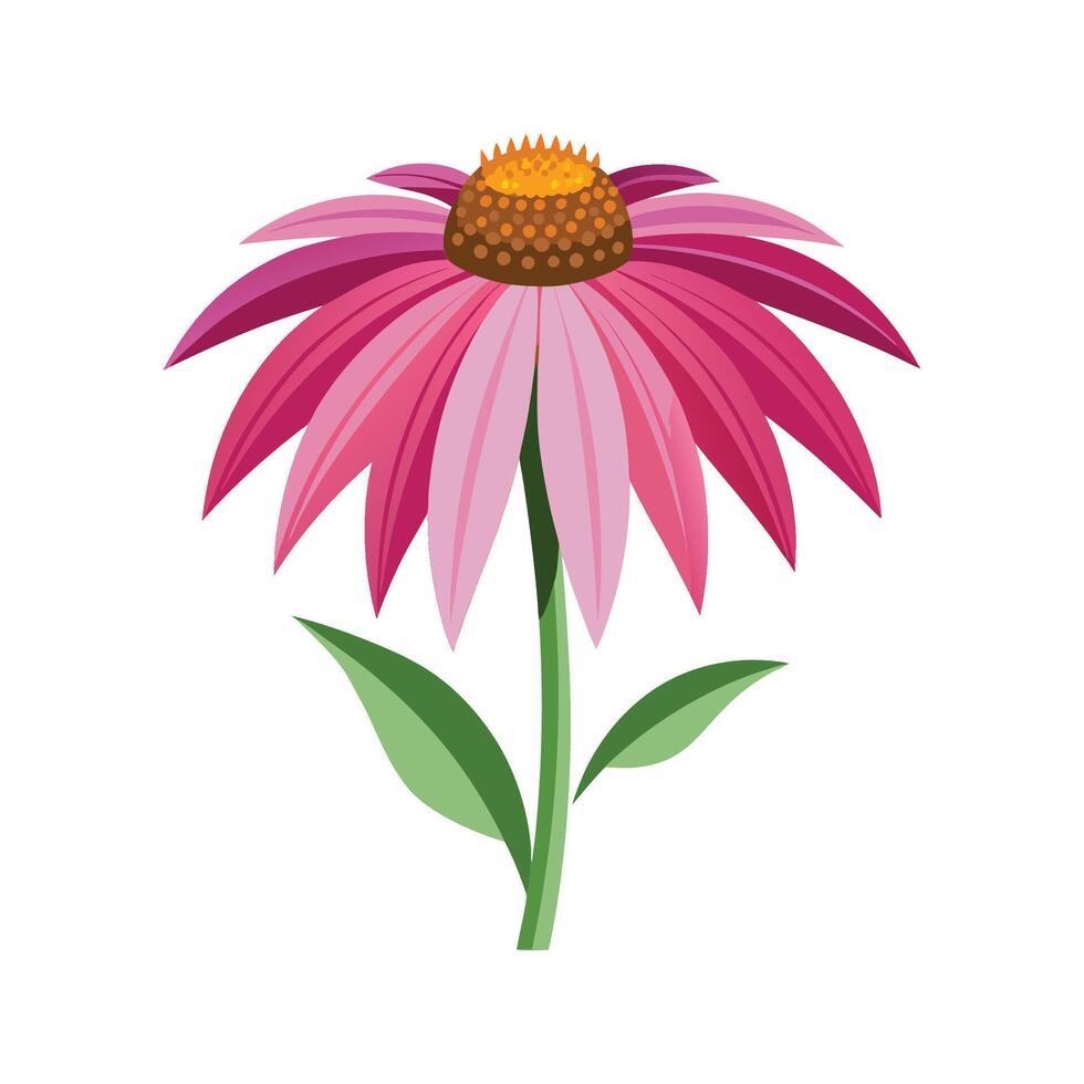 Vibrant Coneflower Floral Design vector