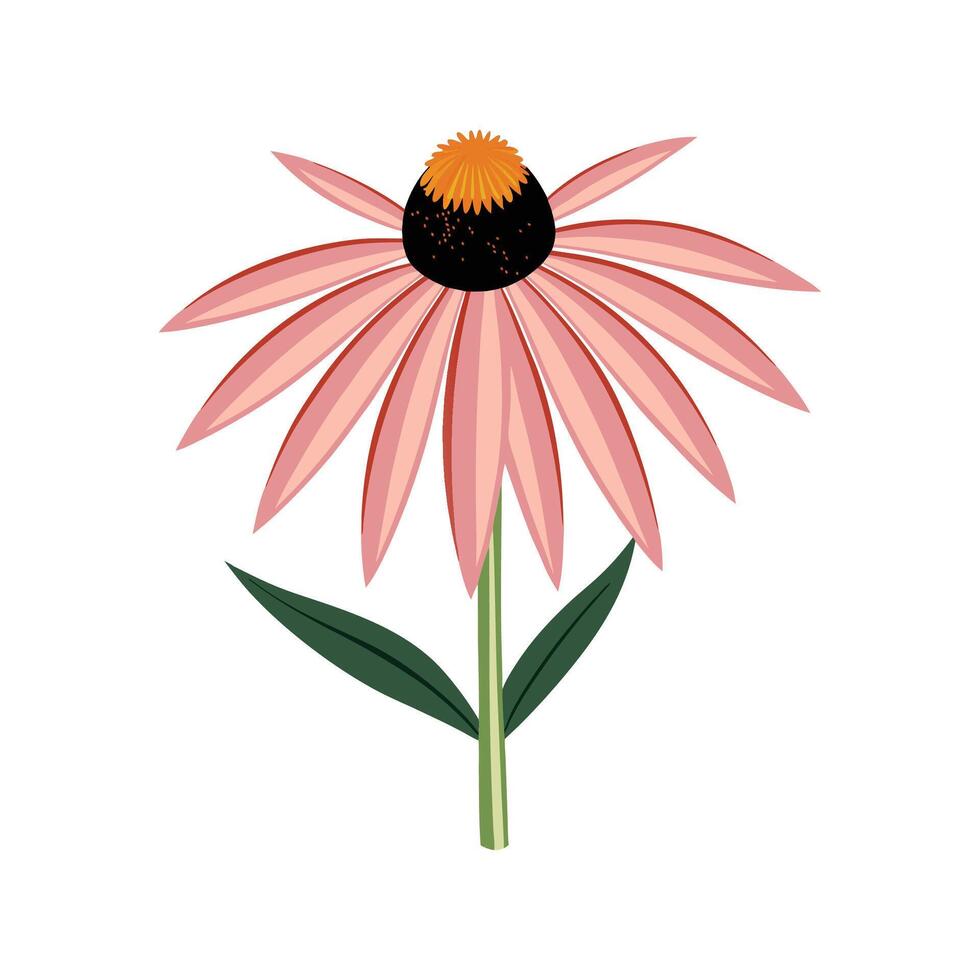 Charming Coneflower Flower Artwork vector