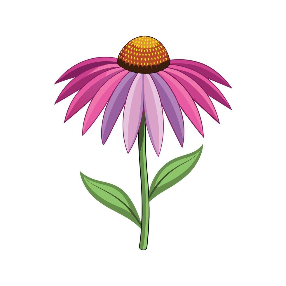 Stunning Coneflower Floral Illustration vector