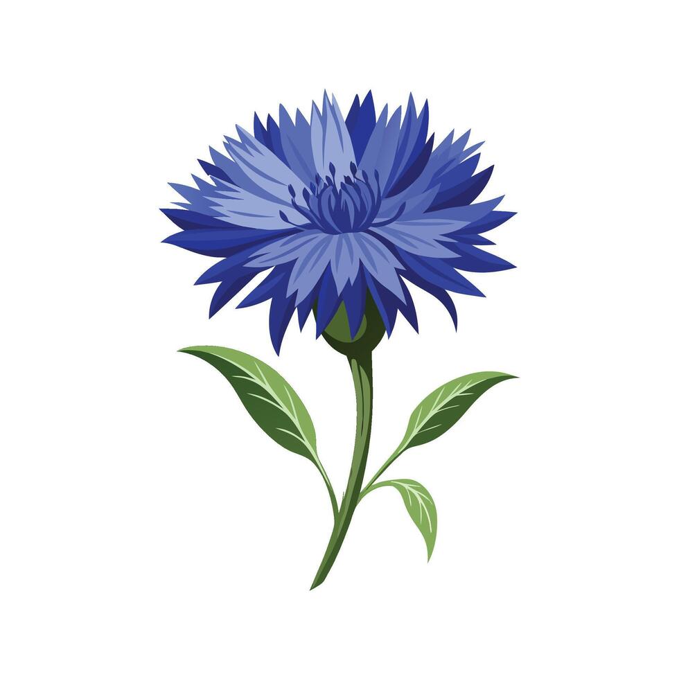 Charming Cornflower Floral Art vector