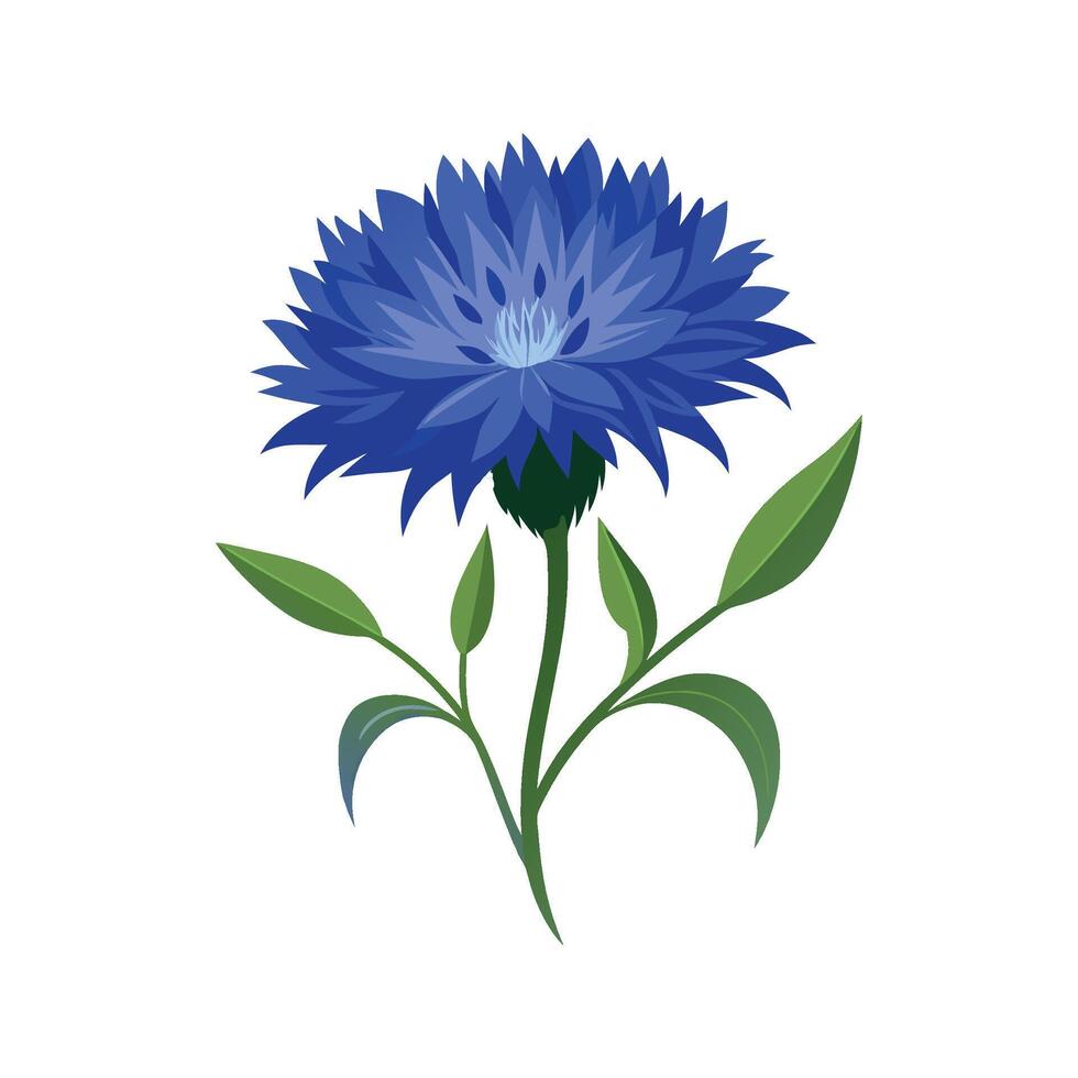 Elegant Cornflower Plant Design vector