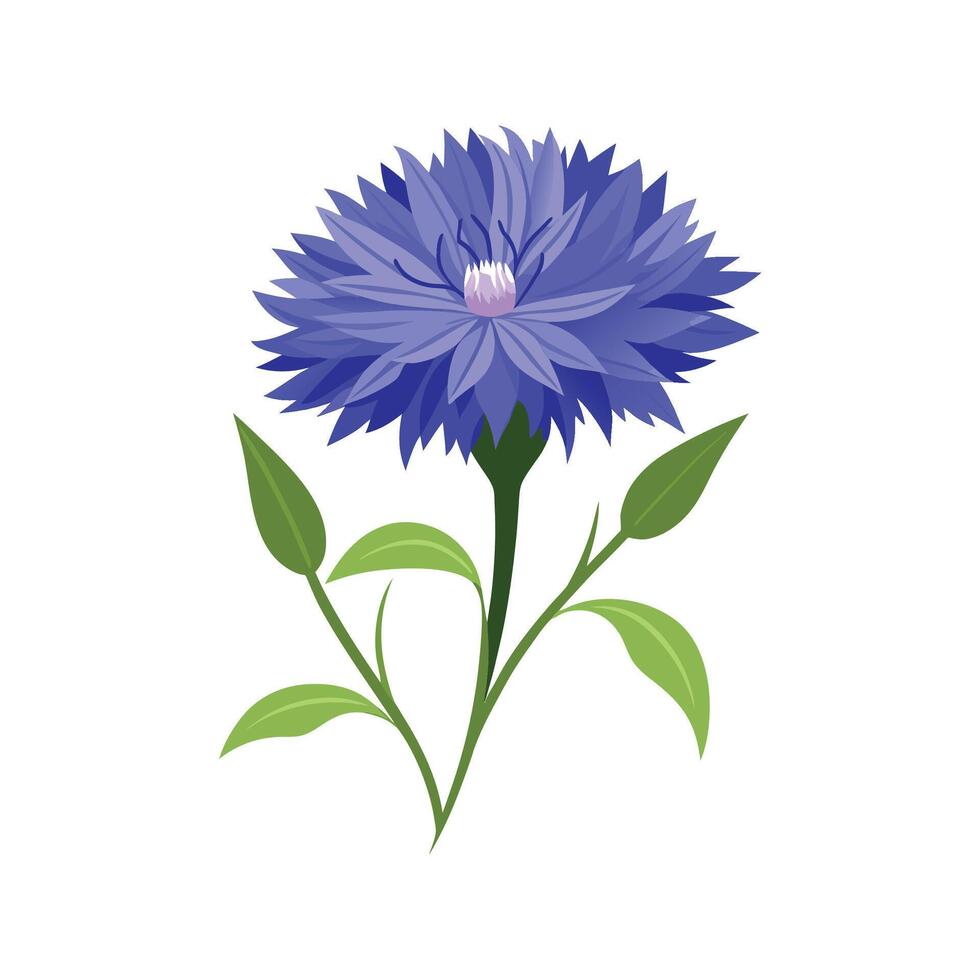 Charming Cornflower Plant Illustration vector