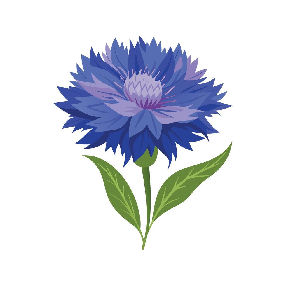 Beautiful Cornflower Flower Artwork vector