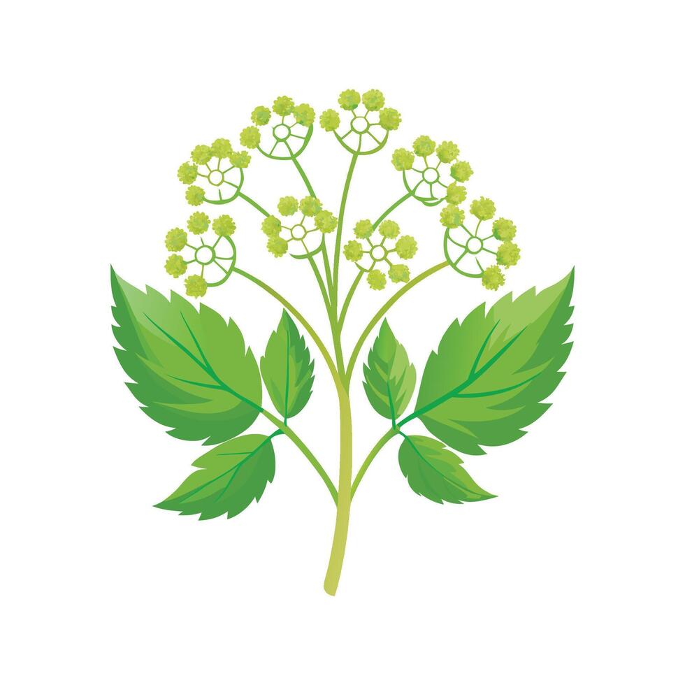 Lovely Cow Parsnip Flower Illustration vector