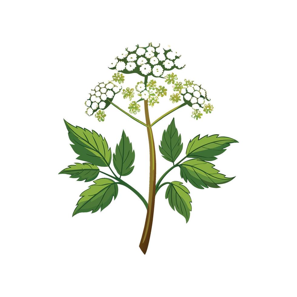 Elegant Cow Parsnip Plant Design vector