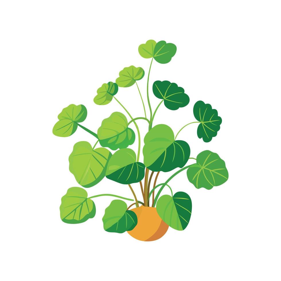 Elegant Creeping Jenny Floral Design vector