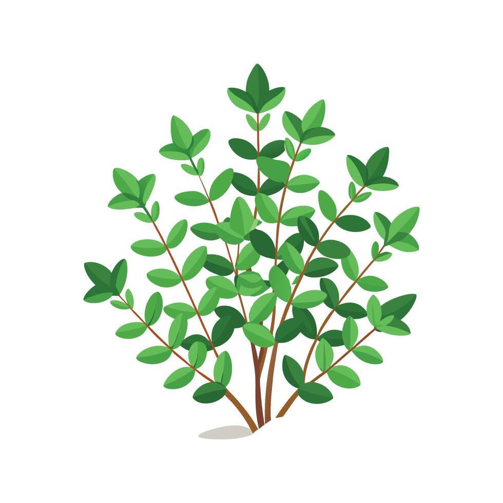 Vibrant Creeping Thyme Floral vector