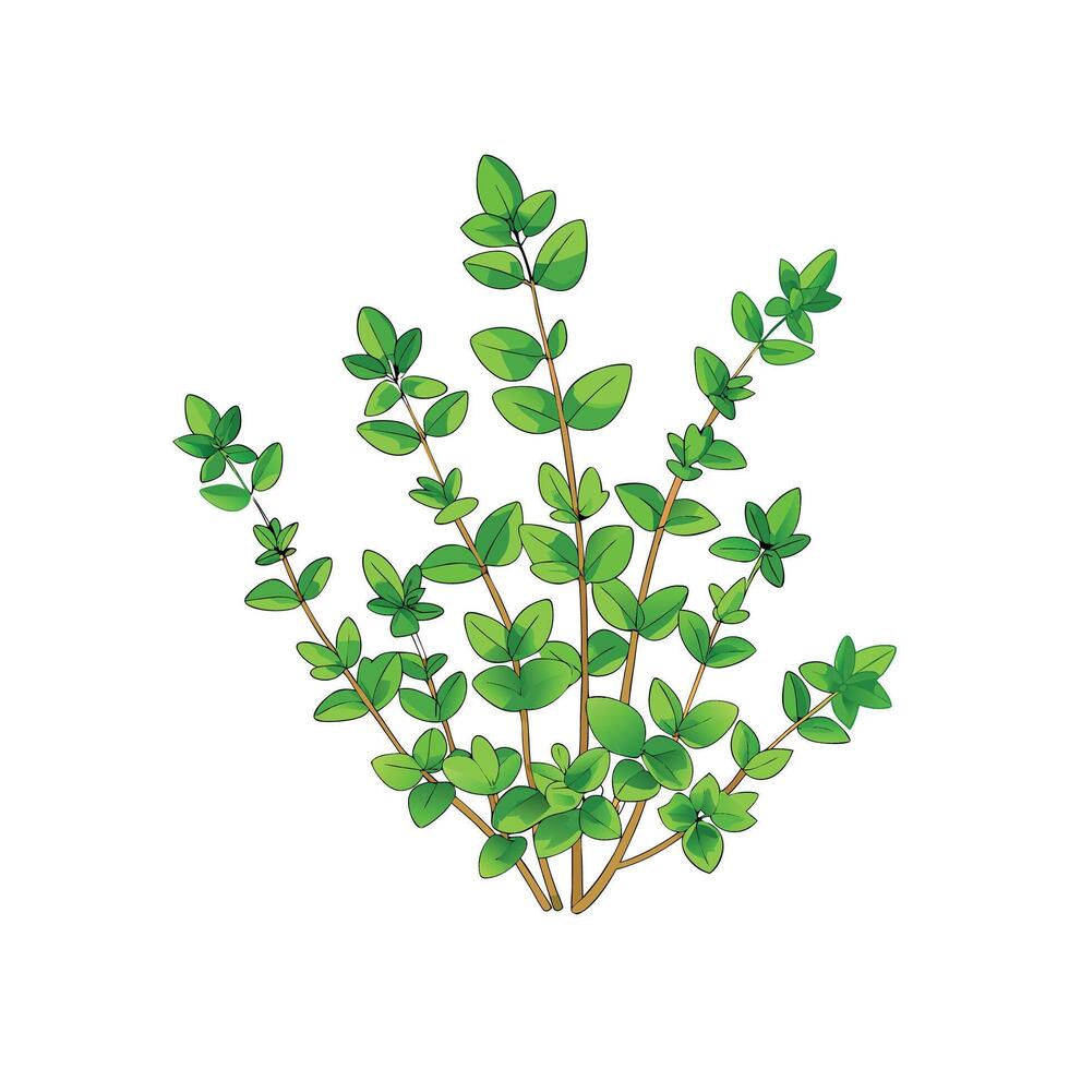 Stunning Creeping Thyme Flower Artwork vector
