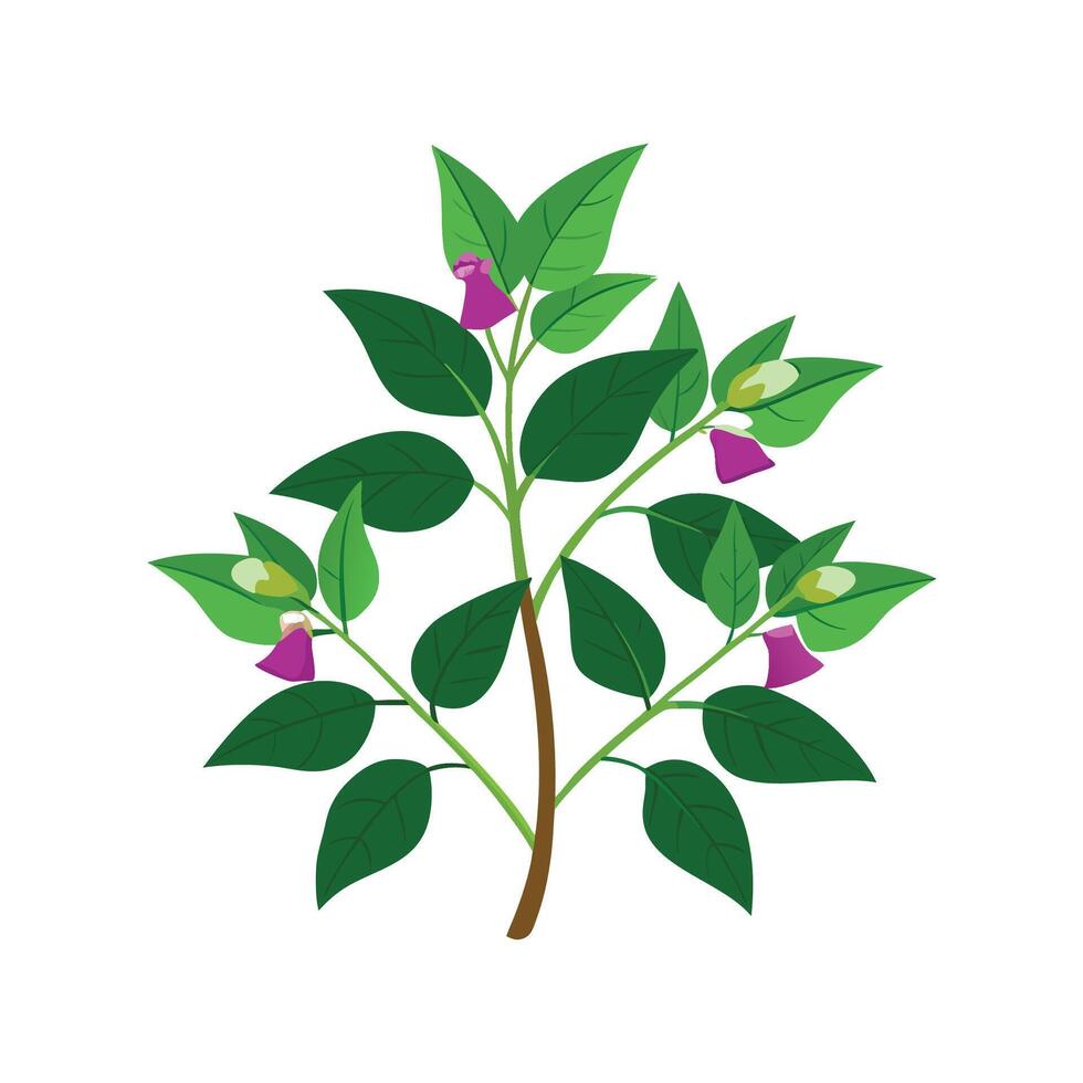 Elegant Cuphea Flower Art vector