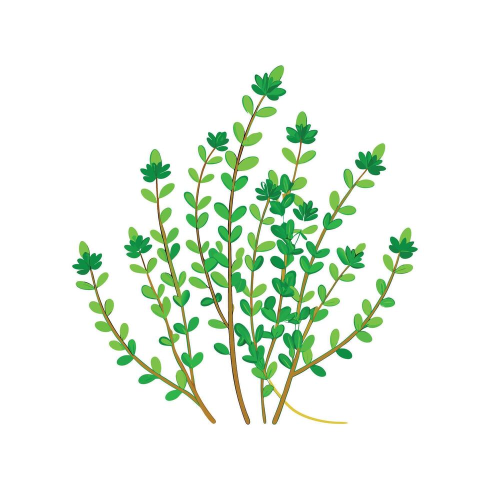 Vibrant Curly Thyme Floral vector