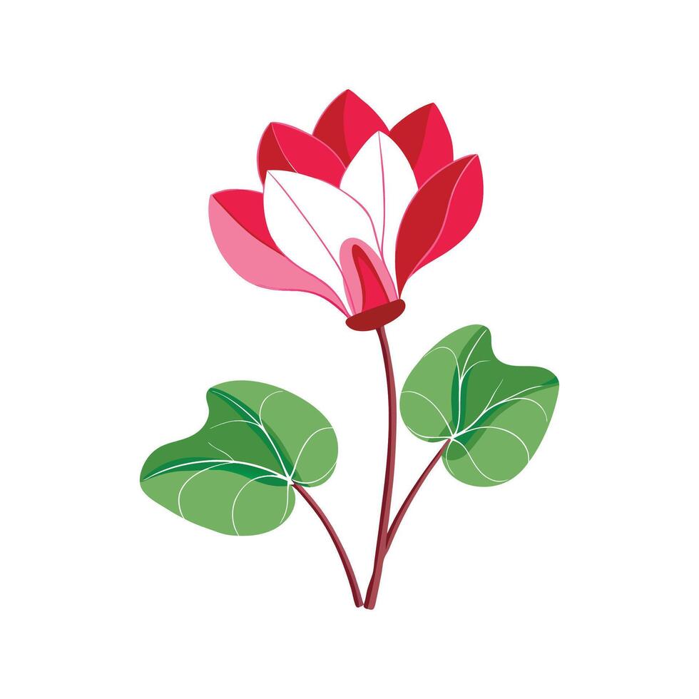 Vibrant Cyclamen Flower Art vector