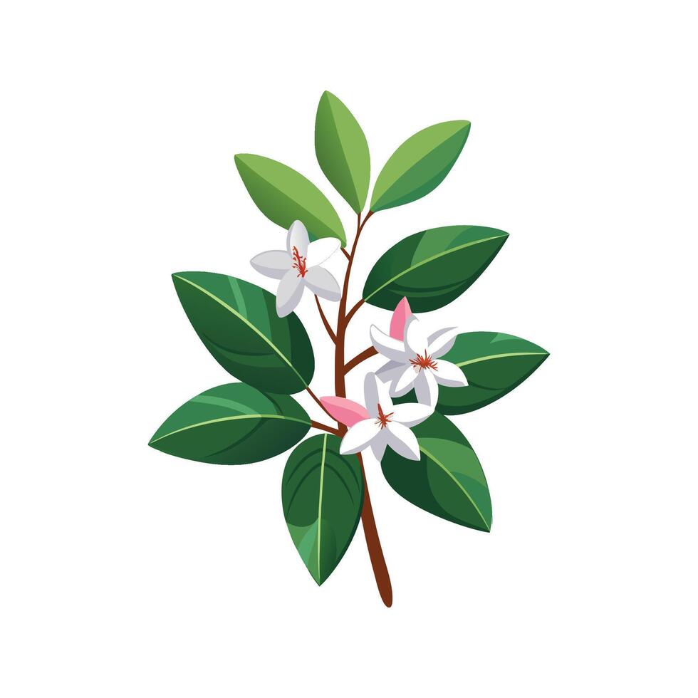 Elegant Daphne Odora Floral Design vector
