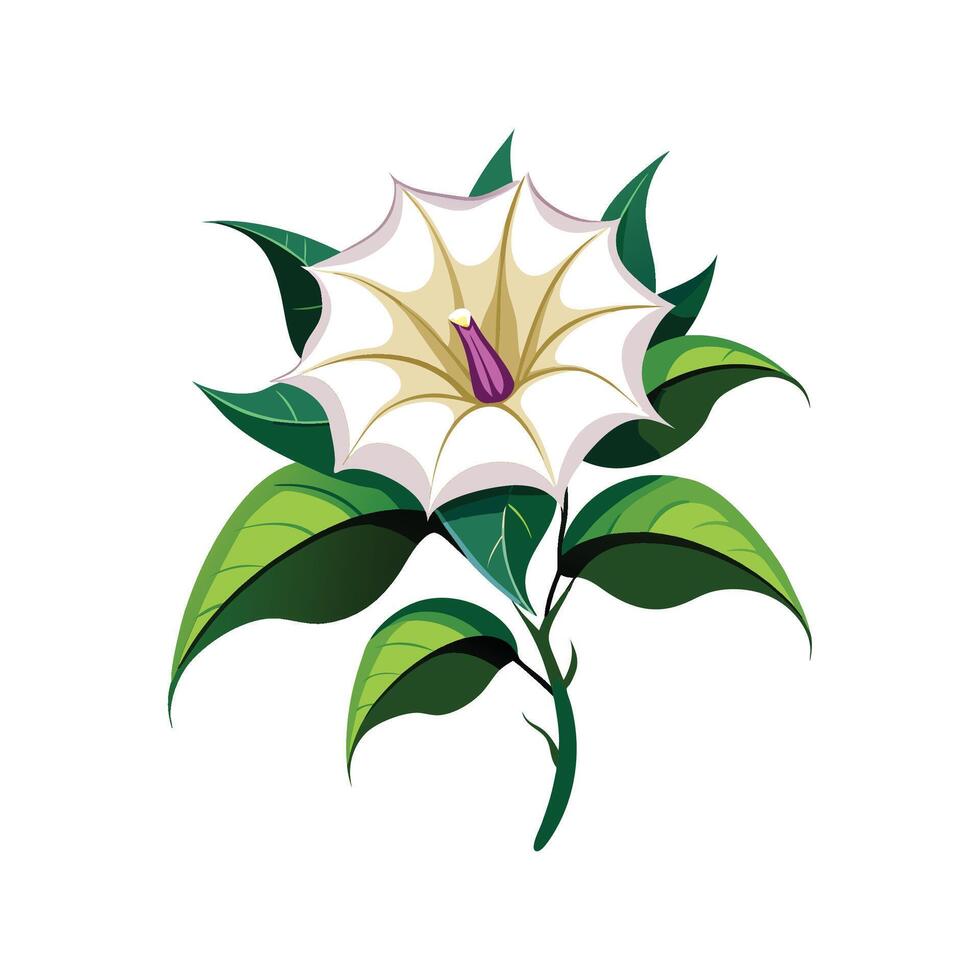 Beautiful Datura Flower Illustration vector