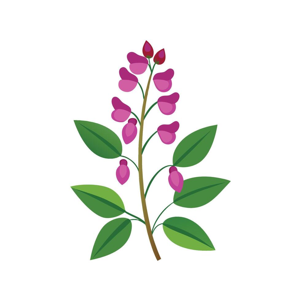 Elegant Desmodium Plant Artwork vector