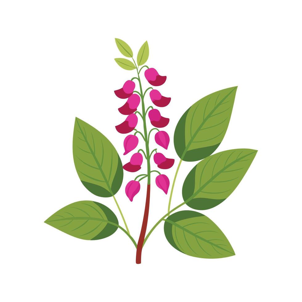 Elegant Desmodium Floral Design vector