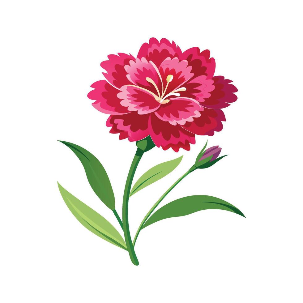 Vibrant Dianthus Flower Artwork vector