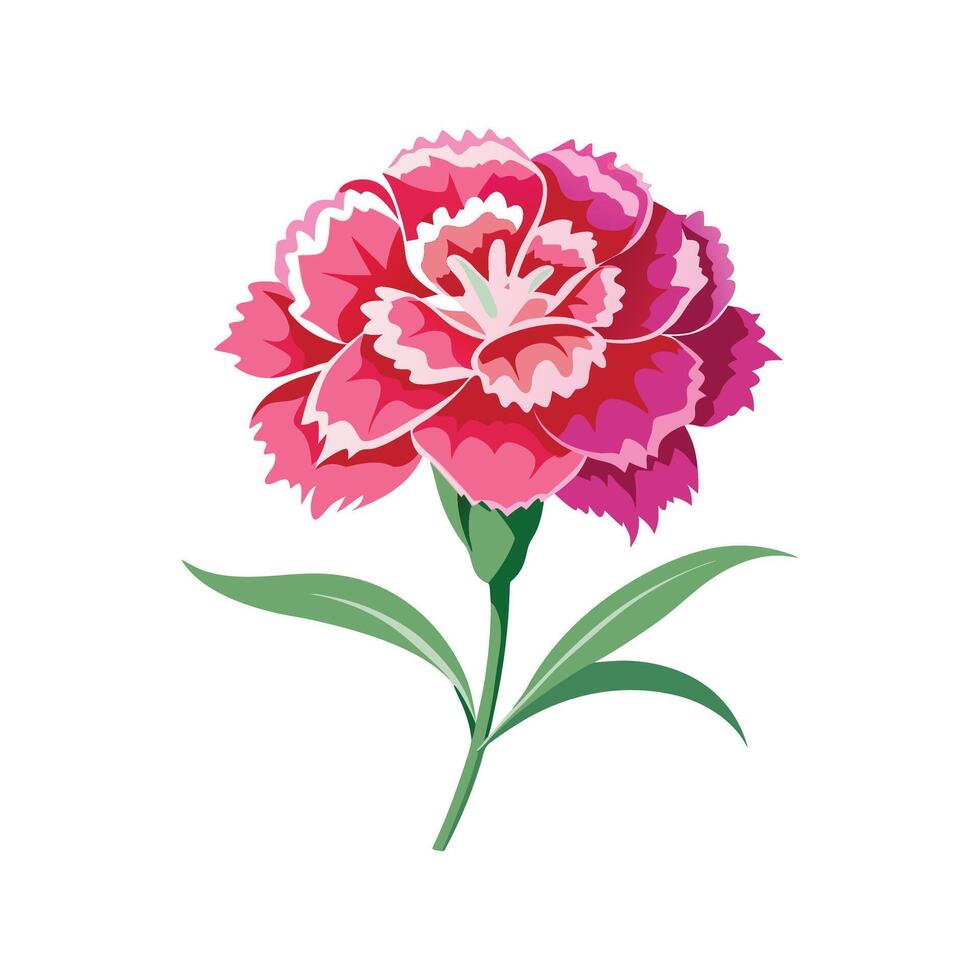 Beautiful Dianthus Flower Artwork vector