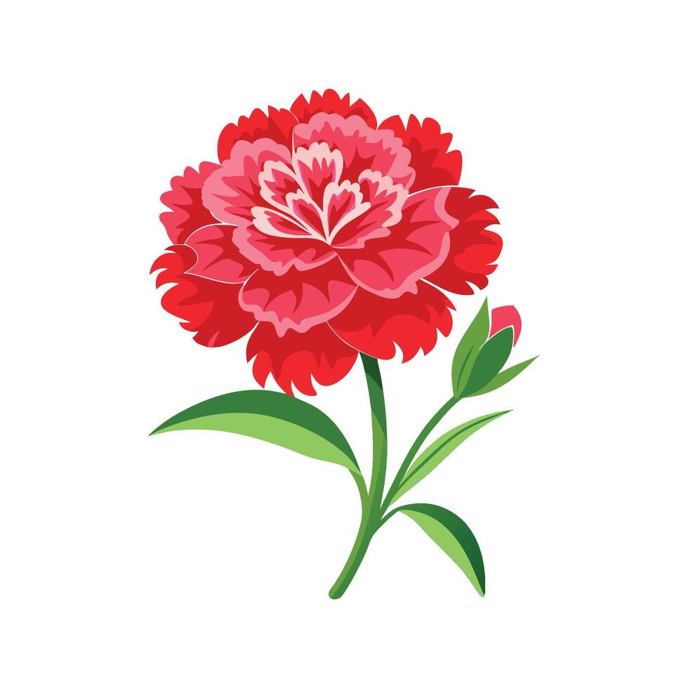 Charming Dianthus Flower vector