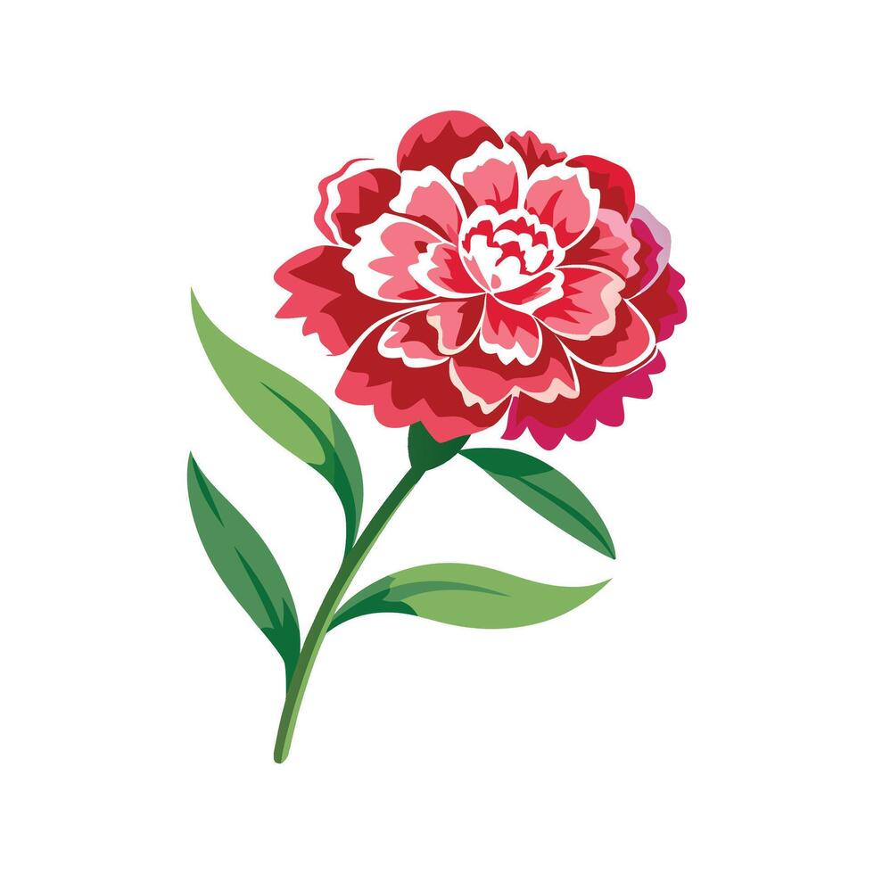 Vibrant Dianthus Flower Illustration vector