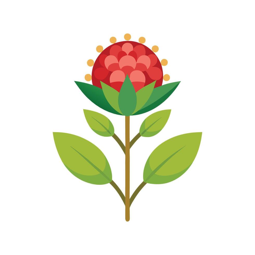Charming Drumstick Flower vector