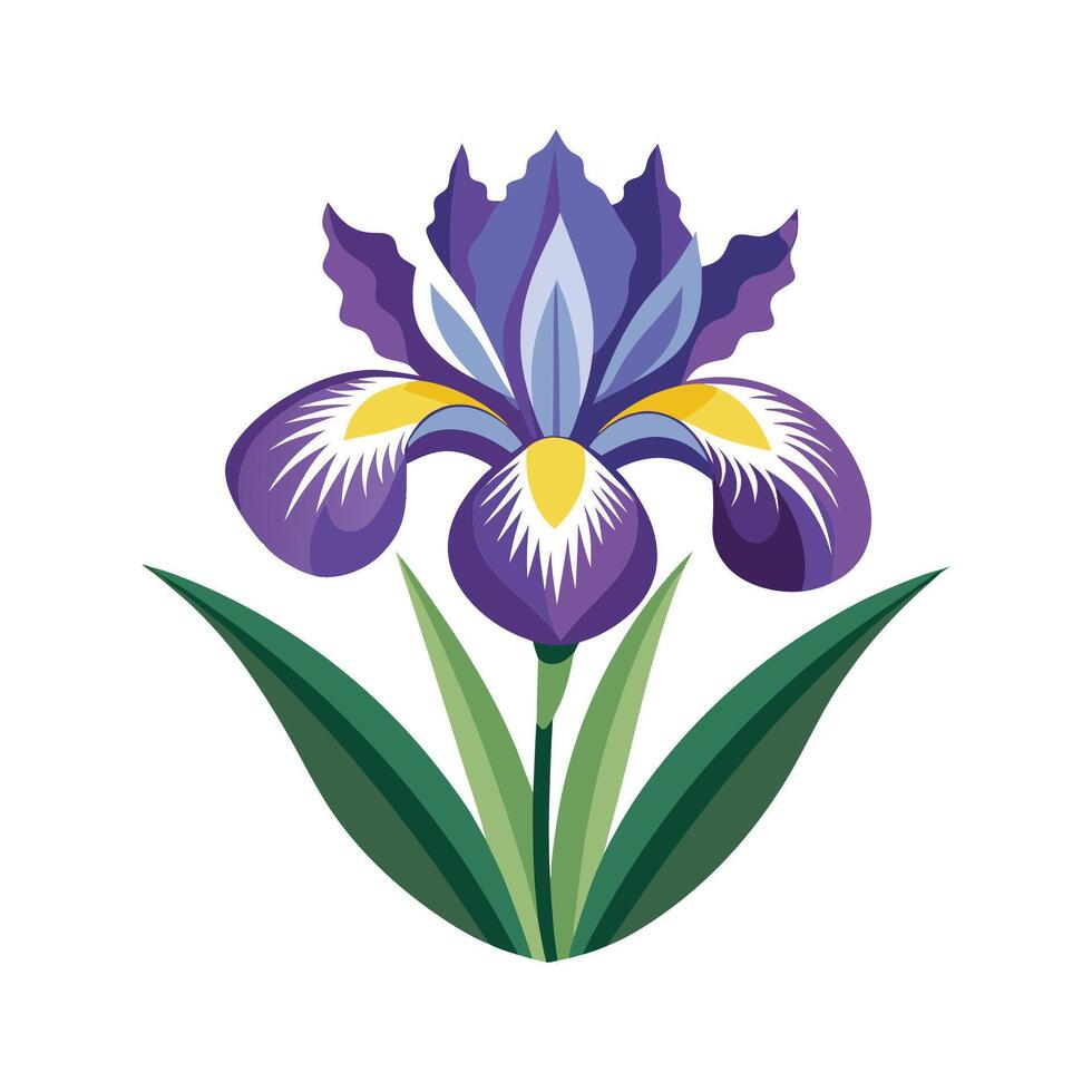 Beautiful Dutch Iris Illustration in Bloom vector