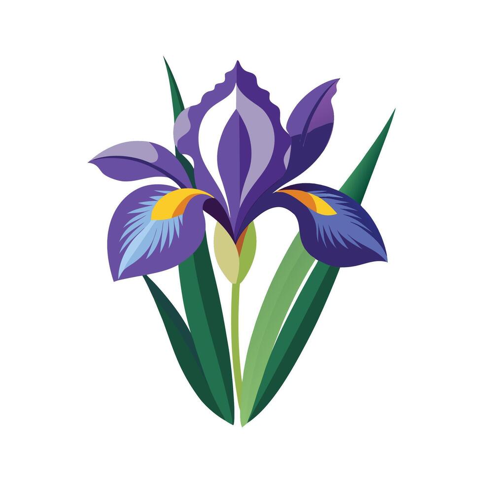 Beautiful Dutch Iris Flower Artwork vector