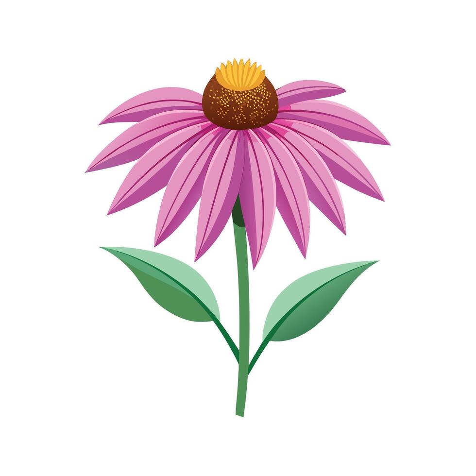 Echinacea Flower Illustration with Beautiful Petals vector