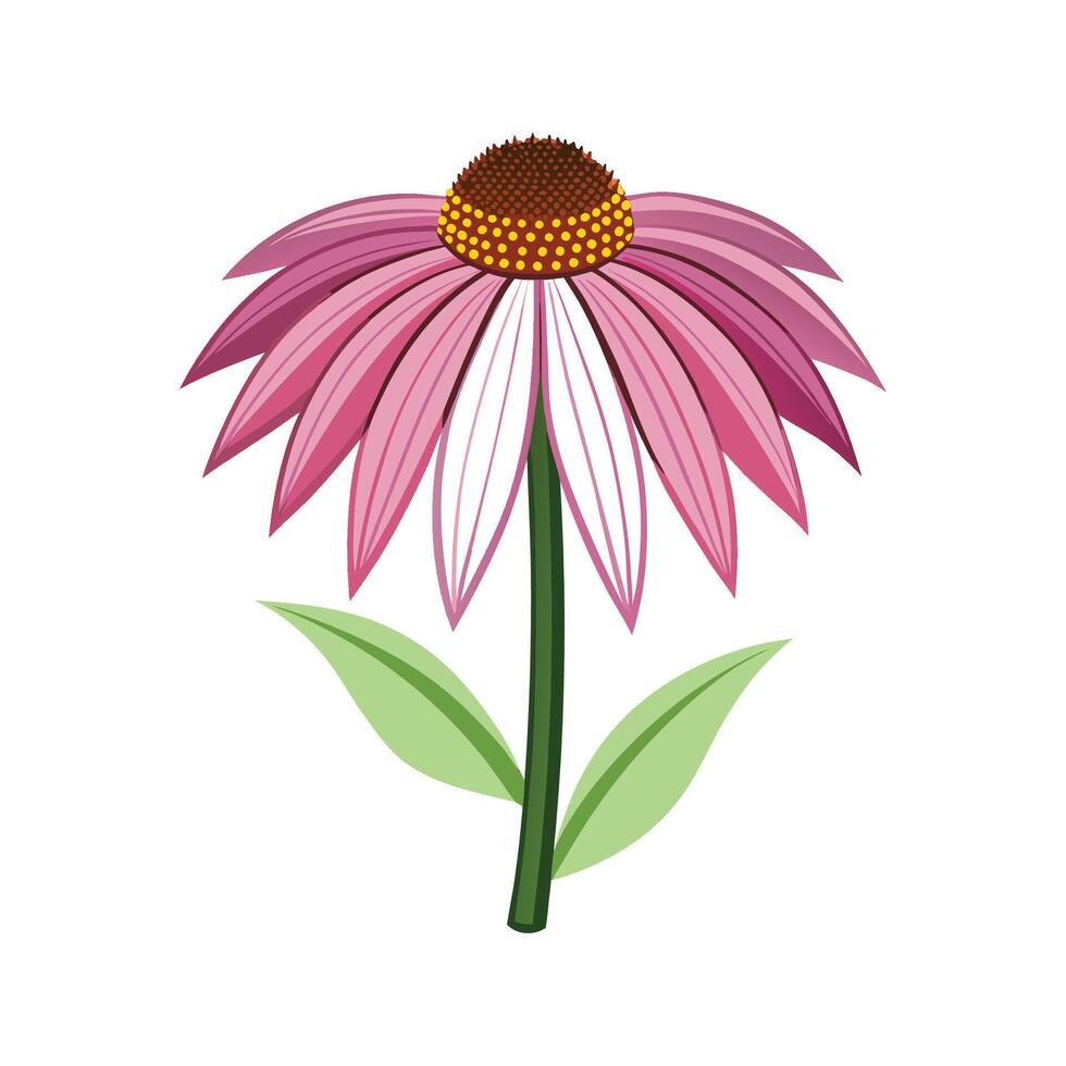 Lively Echinacea Plant with Artistic Design vector