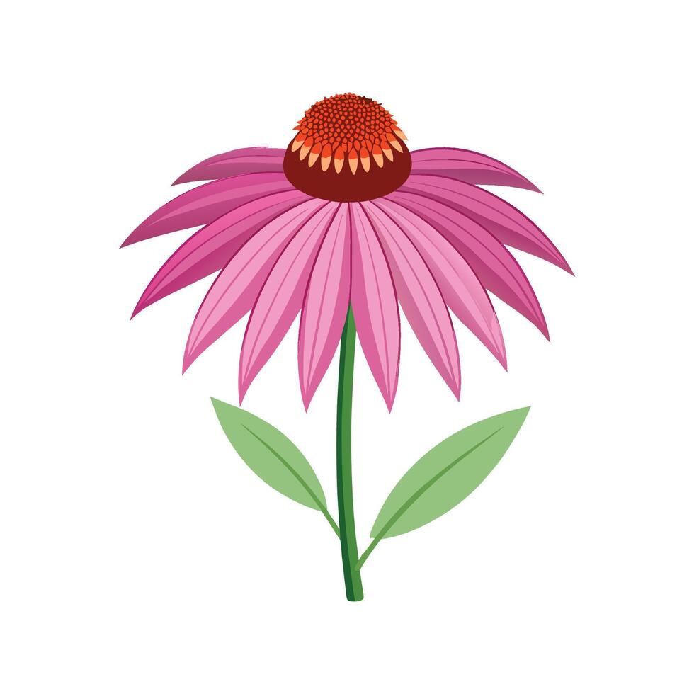 Echinacea Flower with Delicate Petals and Stalk vector