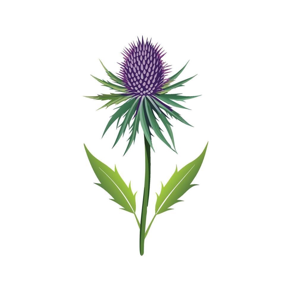 Echinops Plant Design with Unique Sphere Flowers vector