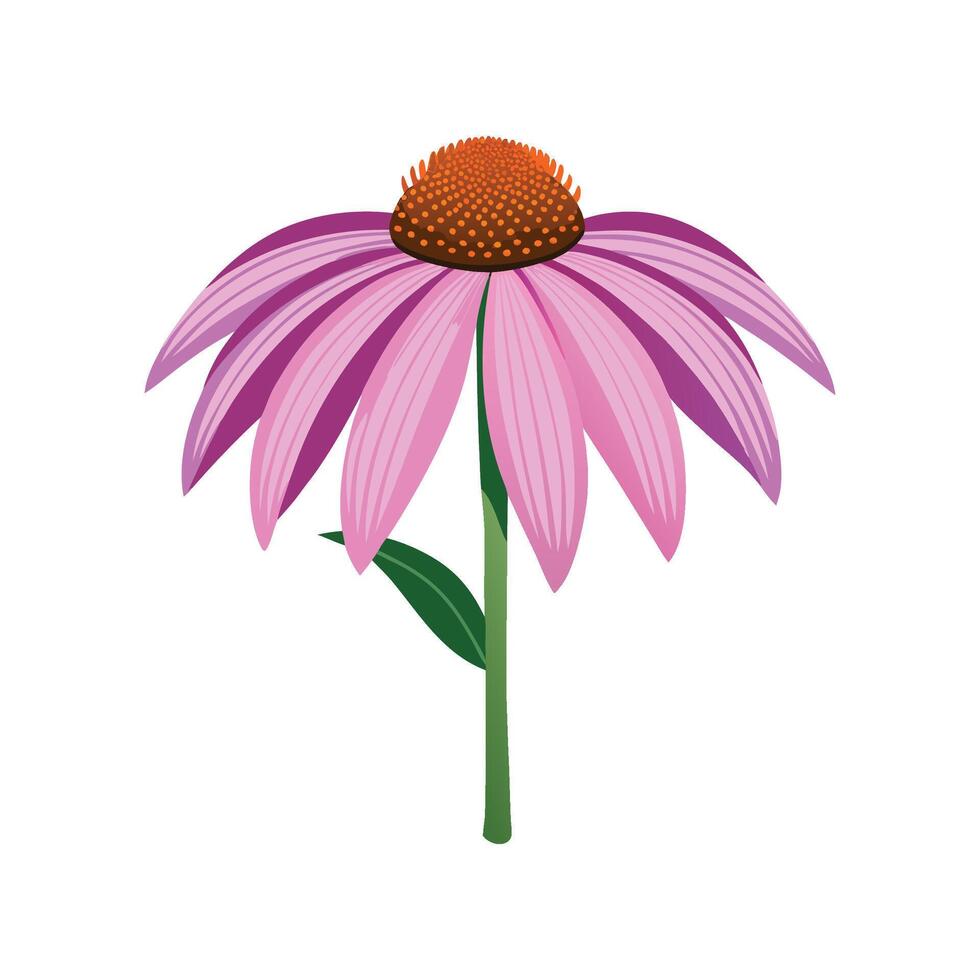 Echinacea Plant Design Featuring Bold Colors vector