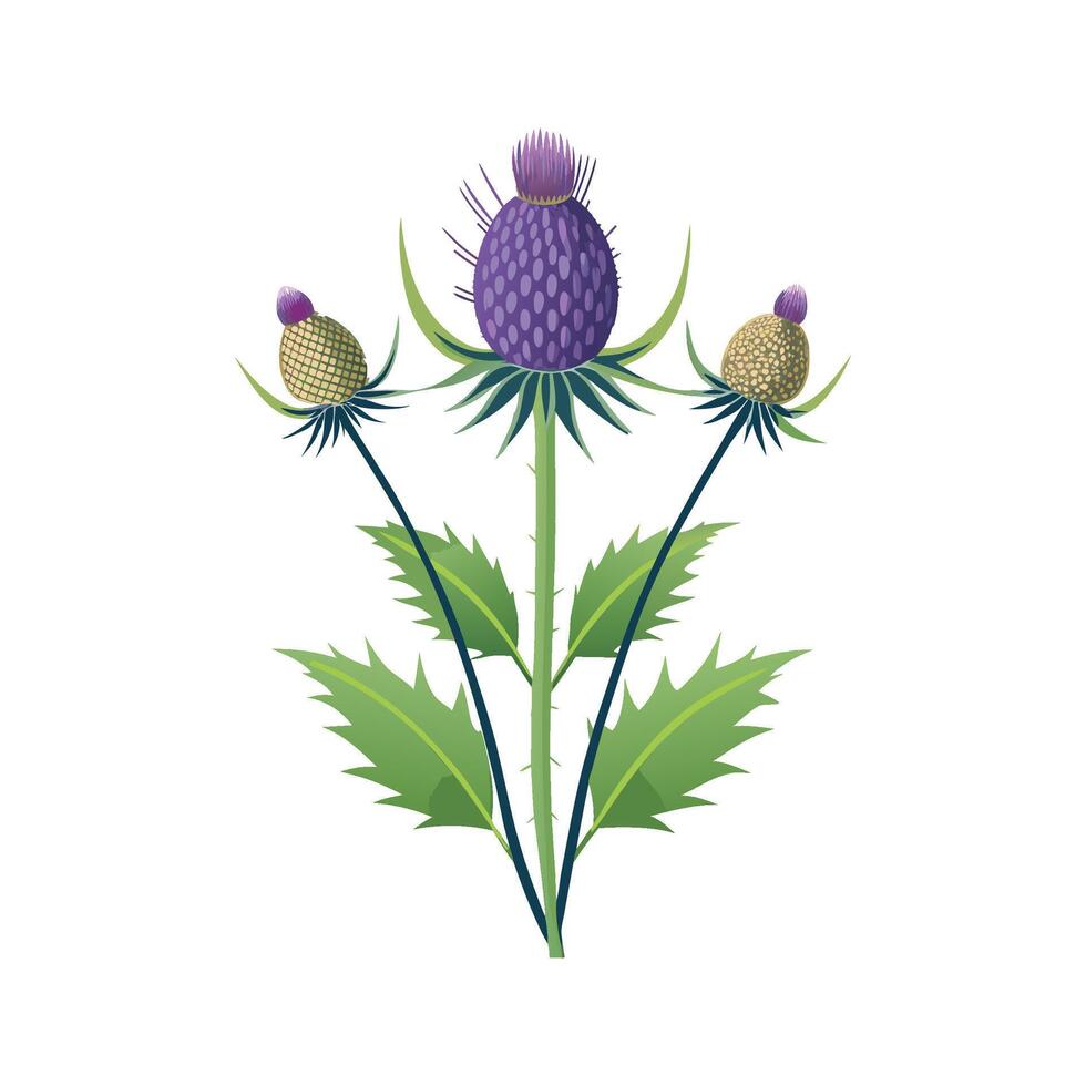 Distinct Echinops Plant with Striking Flower vector