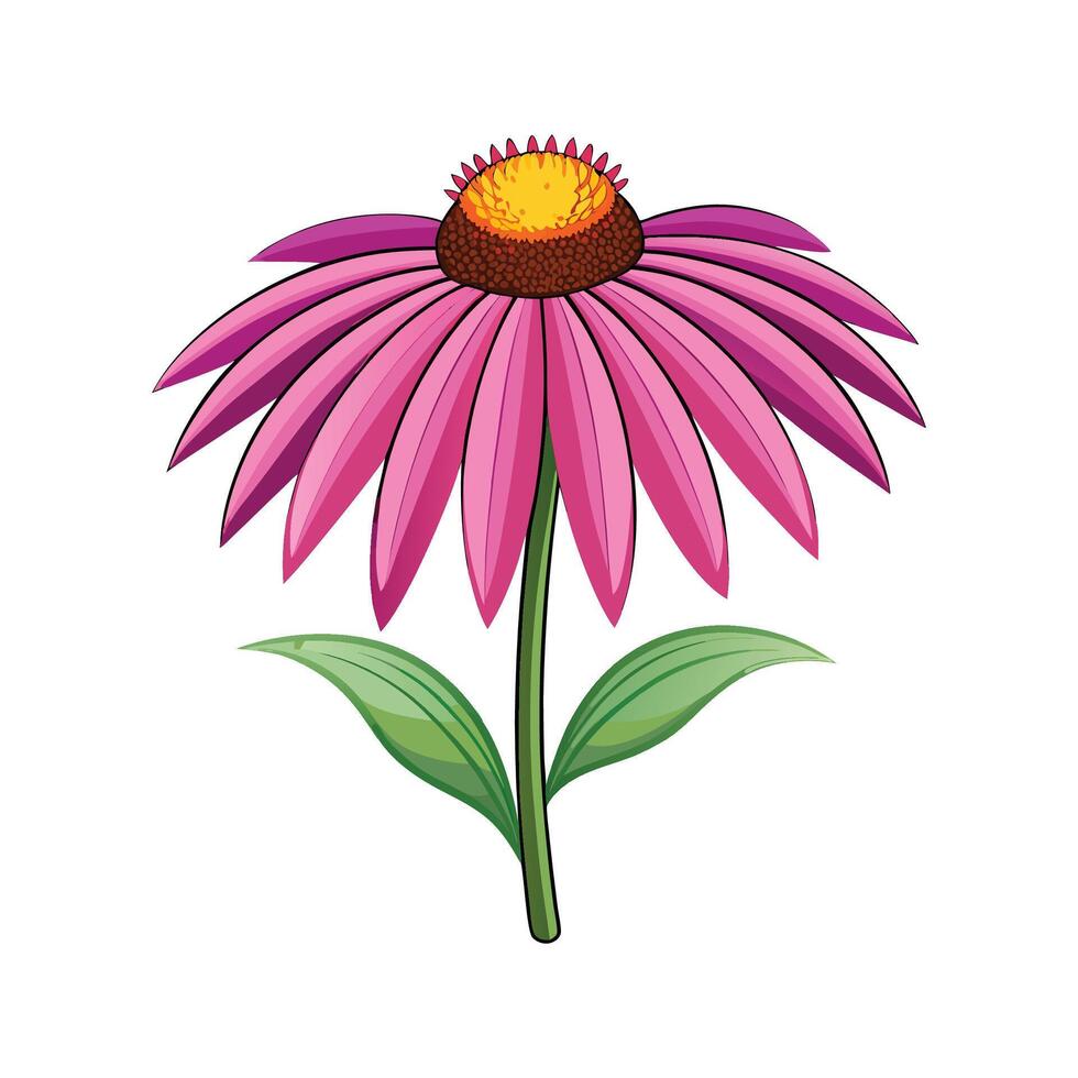 Charming Echinacea Flower with Bright Colors vector