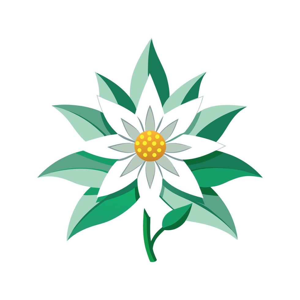 Charming Edelweiss Plant Illustration vector