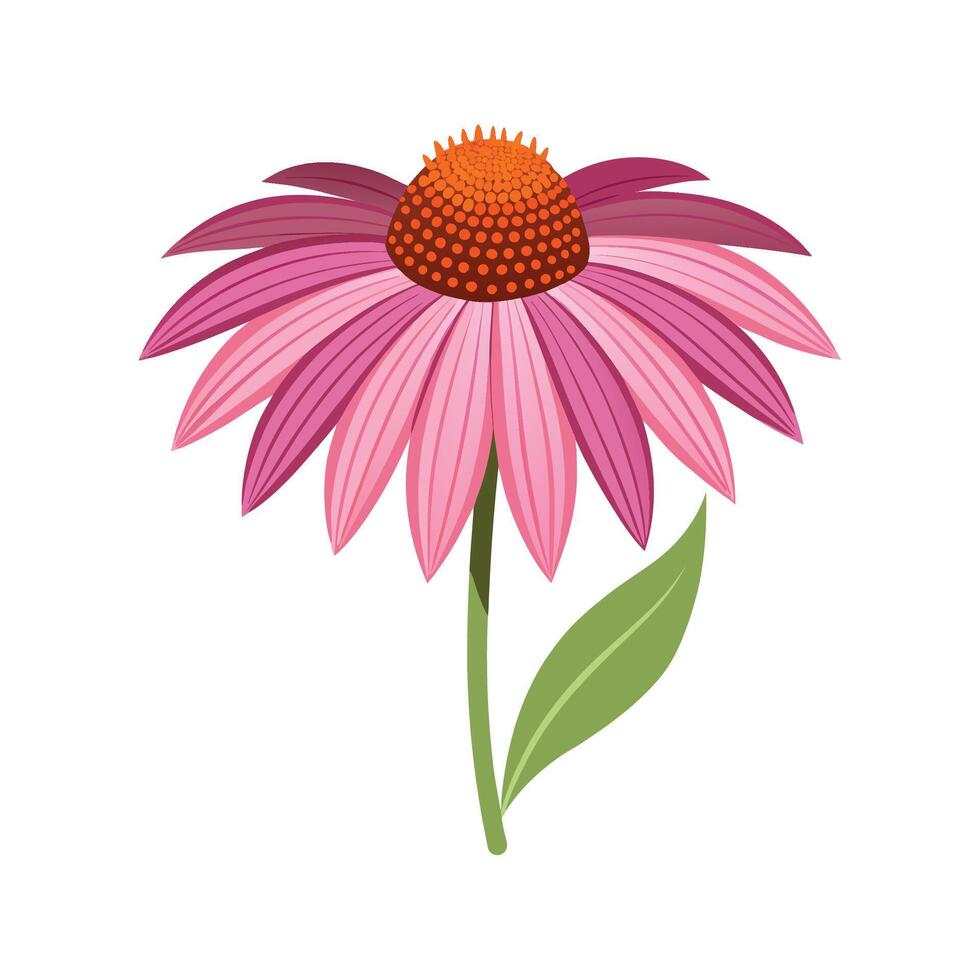 Vibrant Echinacea Flower with Striking Appearance vector