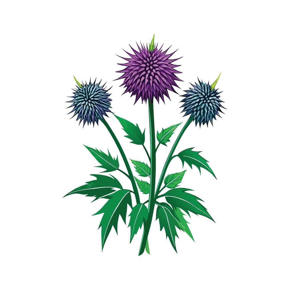 Elegant Echinops with Round Blue Flowers vector