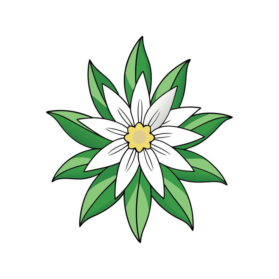 Edelweiss Plant Design with Unique Texture vector