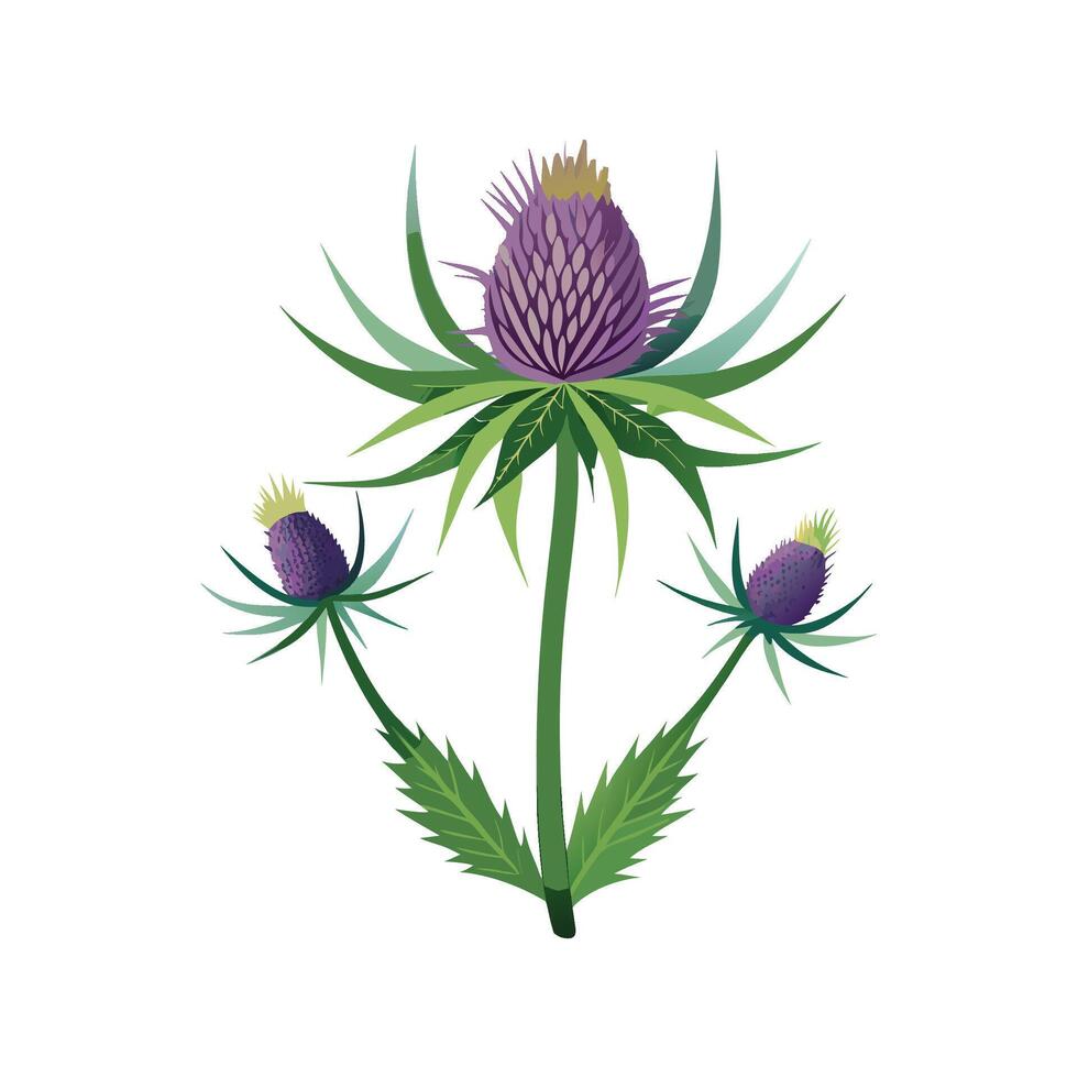 Echinops Plant Featuring Unique Floral Structure vector