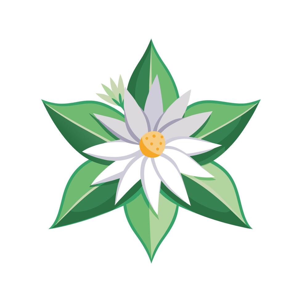 Elegant Edelweiss Flower with Delicate Features vector