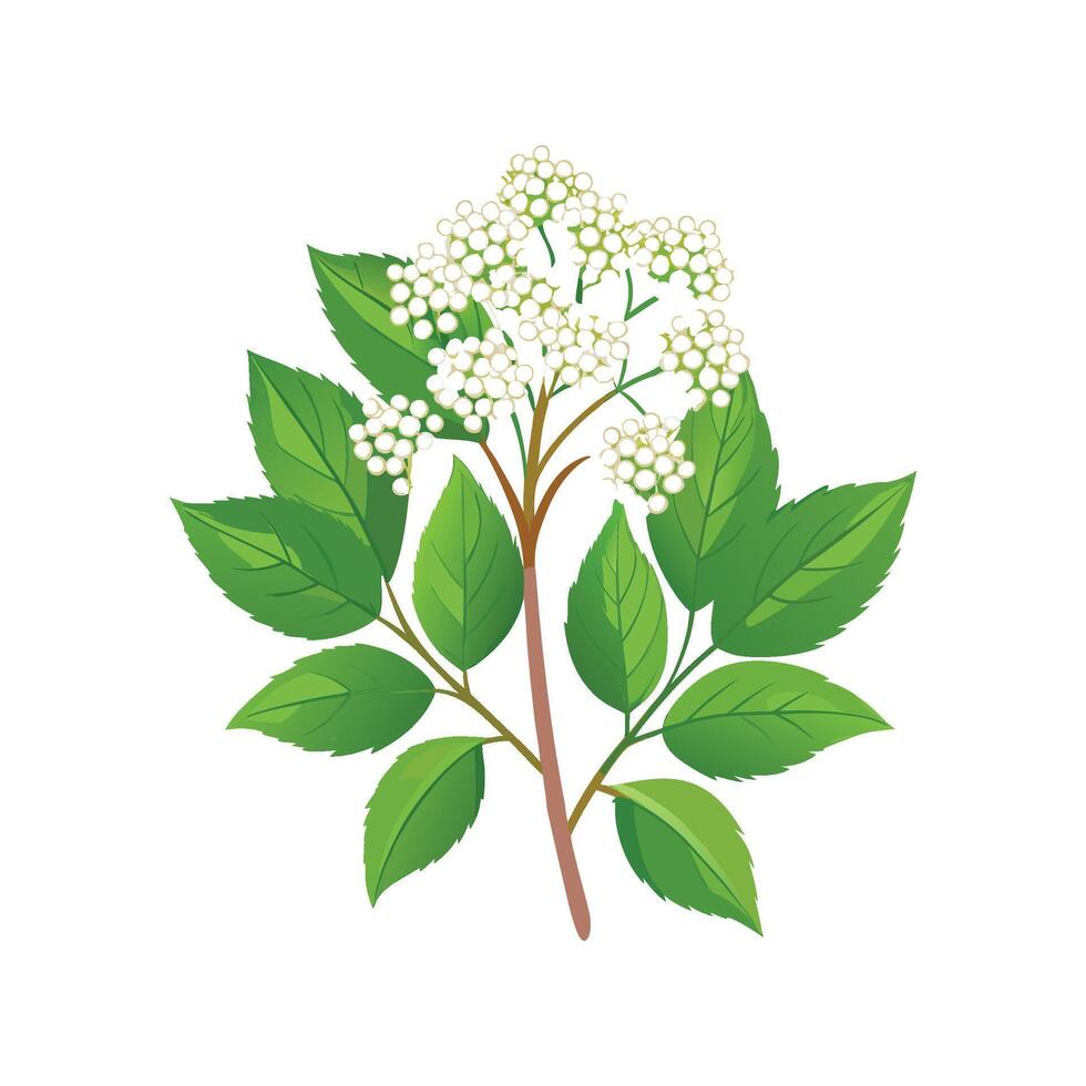 Stylish Elderflower Plant Artwork vector