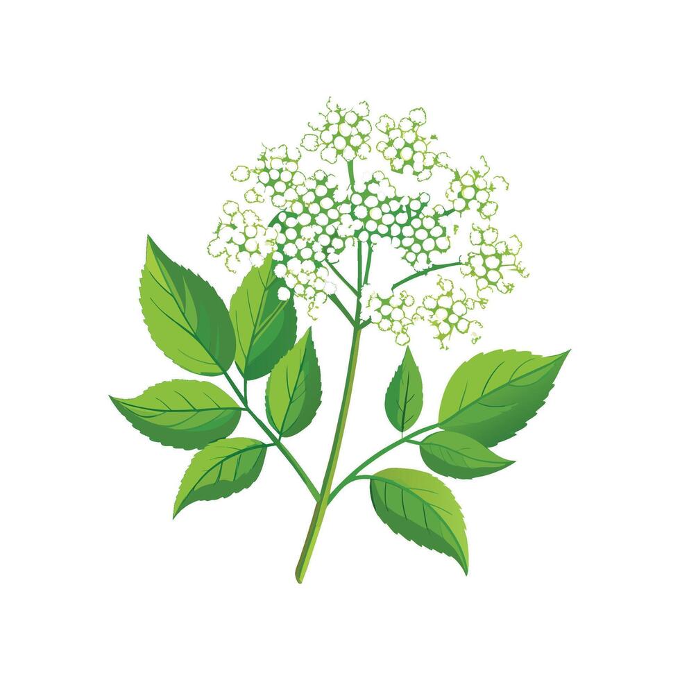 Elderflower Plant Illustration with Fresh Blooms vector