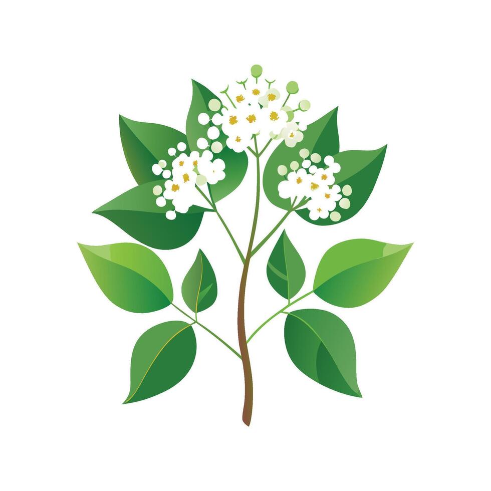 Elderflower Plant Design with Radiant Blooms vector