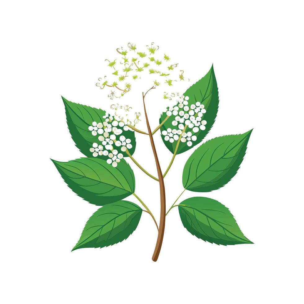 Charming Elderflower Plant Design vector