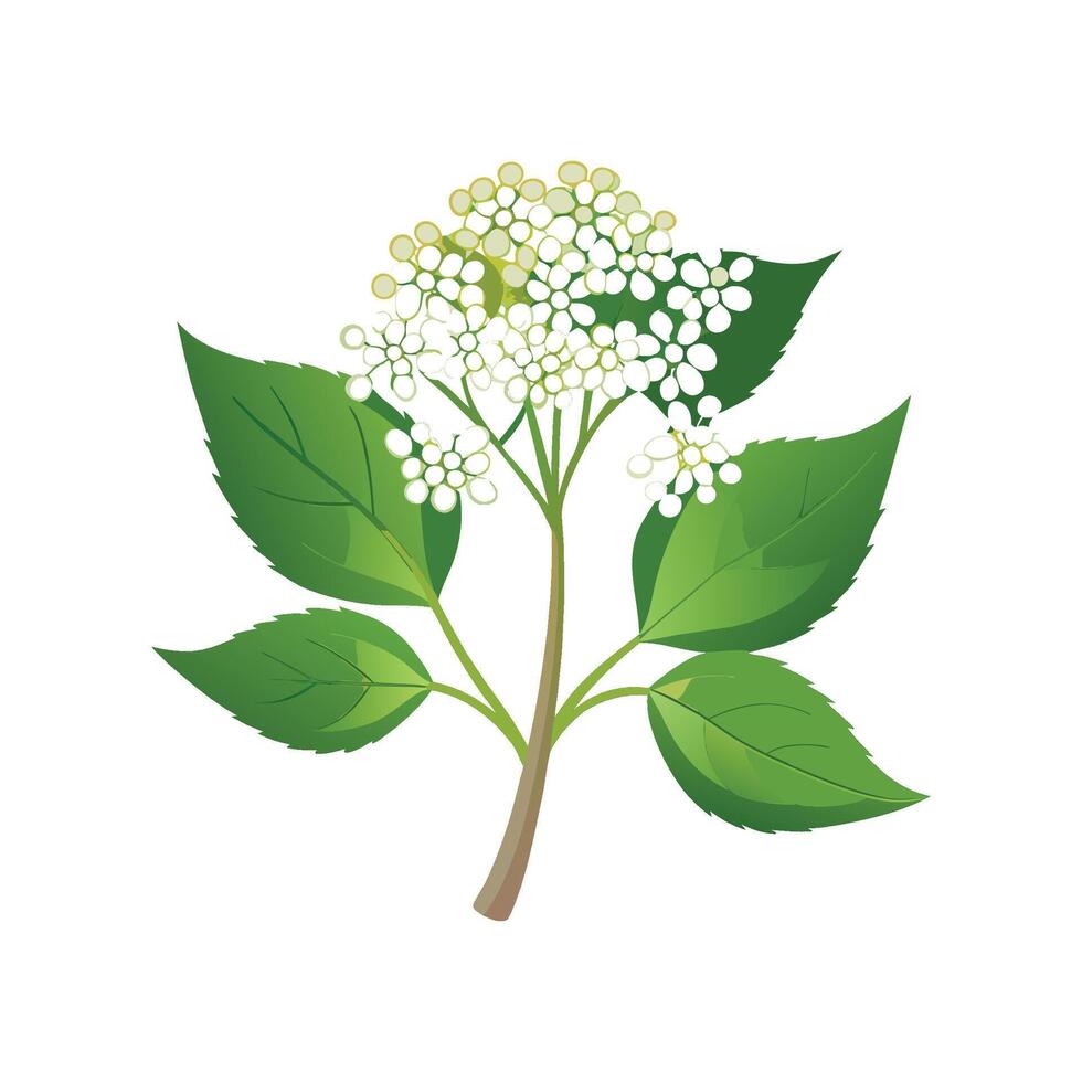 Beautiful Elderflower Plant Illustration vector